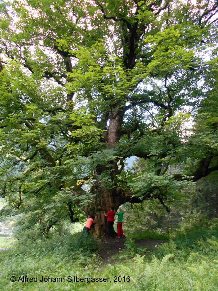 Alpenkraft tanken: Waldbaden und Räuchern im DAS ALPENHAUS GASTEINERTAL - BILD