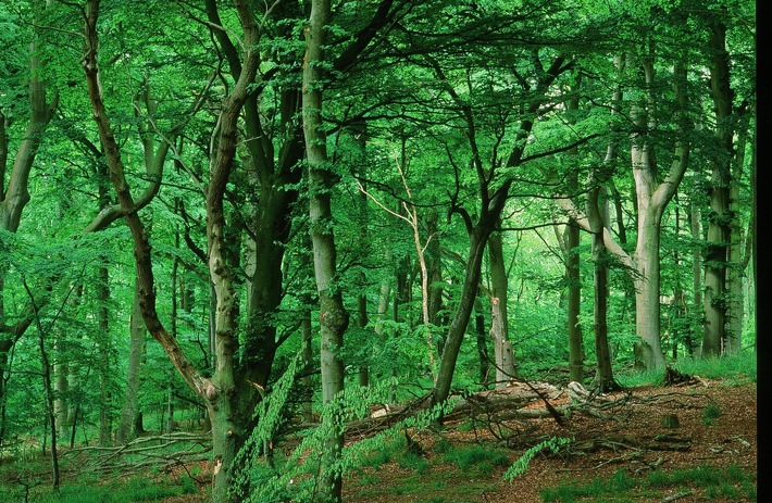 KOPIE VON: Zukunft des Waldes: Forschungsprojekt untersucht Naturnähe im Forst - Abschlussbroschüre liegt vor