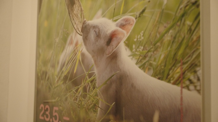 «Man begegnet den Schweinen auf Augenhöhe»