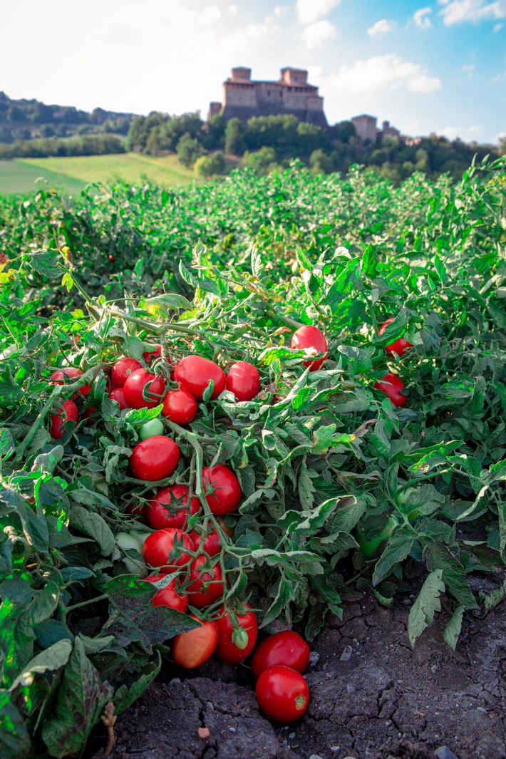 Revolution unter den Tomaten-Produkten: Mutti bringt neue Produktreihe Passata &quot;Sul Campo&quot; (&quot;Auf dem Feld&quot;) auf den Markt