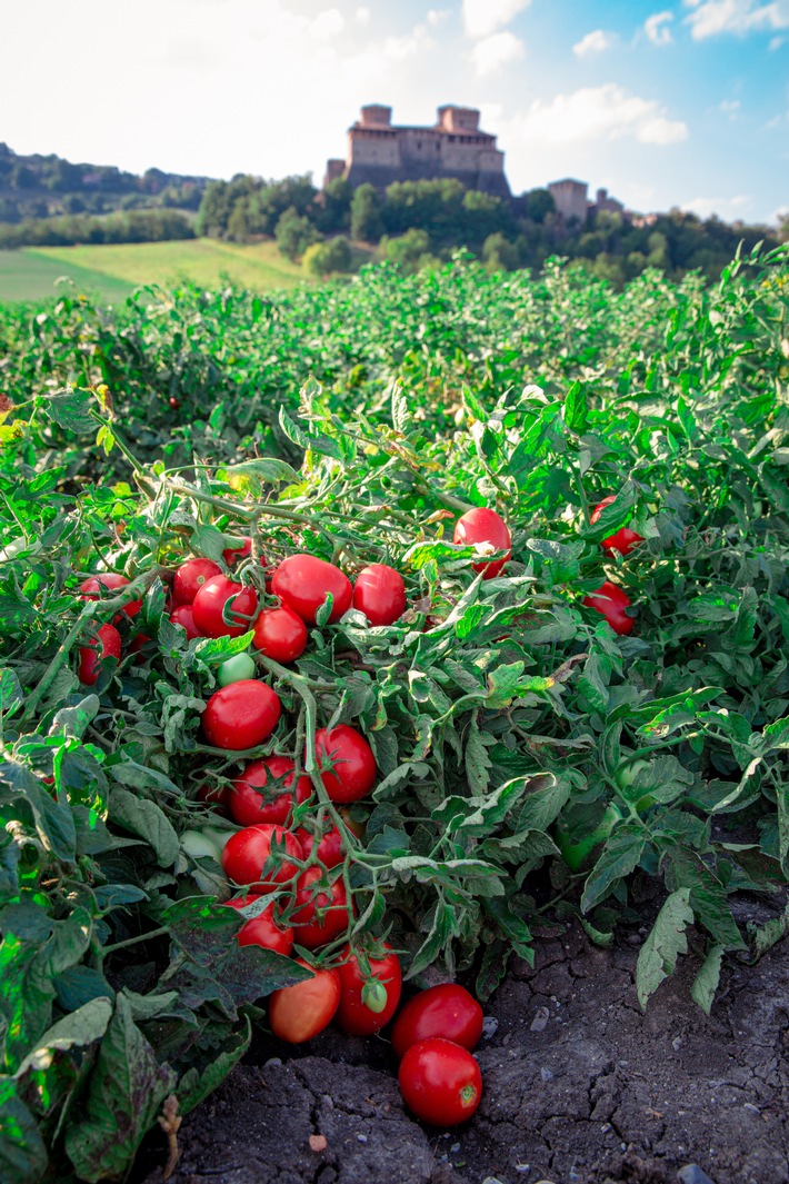 Revolution unter den Tomaten-Produkten: Mutti bringt neue Produktreihe Passata "Sul Campo" ("Auf dem Feld") auf den Markt