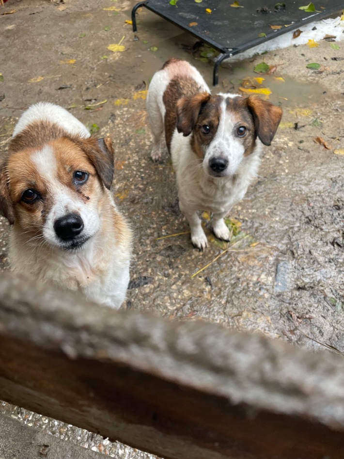 POL-STD: Veterinäramt Landkreis Stade nimmt Hundehalterin Tiere weg - Polizei unterstützt, Kupferdiebe an zwei Firmengebäuden in Stade, Zwei Autos am Horneburger Bahnhof aufgebrochen