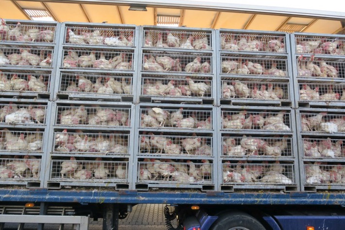 POL-GI: Hunderte Hühner verenden in Tiertransporter auf der A5