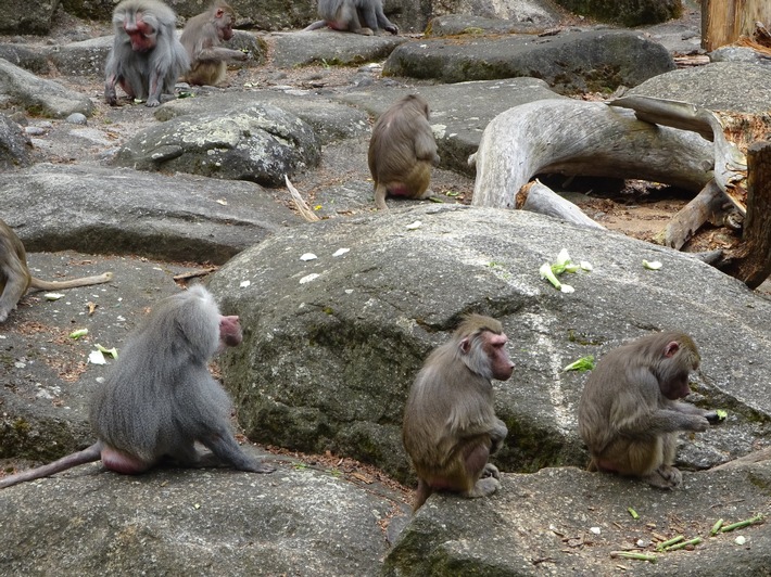 HZA-M: "Tierische" Zollabfertigung in Garching-Hochbrück: 23 Mantelpaviane auf dem Weg nach Bosnien und Algerien