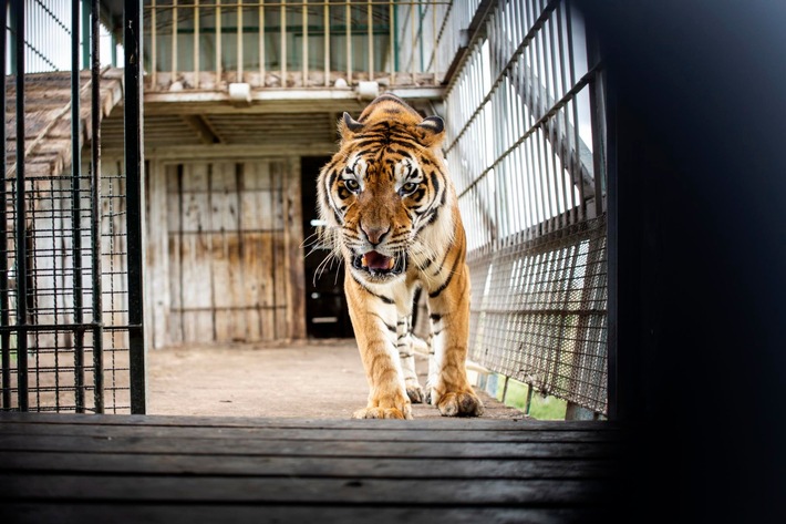 Leben im Zugwaggon ist für die «Train Tigers» aus Argentinien Geschichte / VIER PFOTEN bringt Tigerfamilie ins LIONSROCK Grosskatzenschutzzentrum in Südafrika