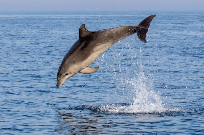 New study: Urgent science-based conservation action needed for Adriatic whales and dolphins