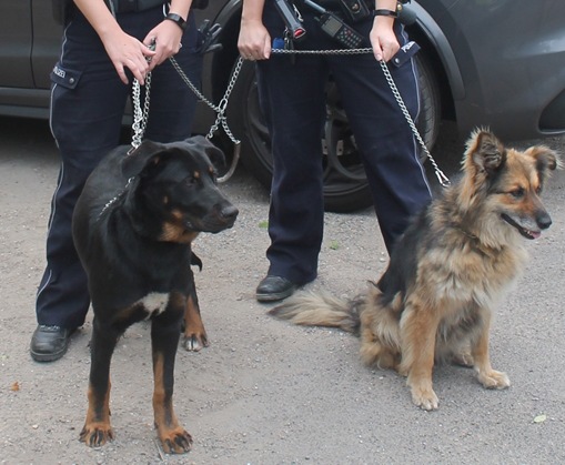 POL-NE: Hunde am Auto angebunden - Zeugen verständigen Polizei