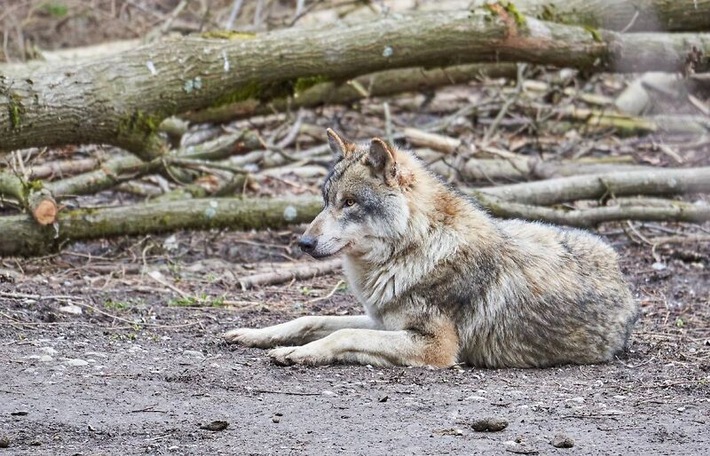 Communiqué de presse: La Protection Suisse des Animaux PSA rejette la majeure partie de la révision de l’ordonnance sur la chasse qui envisage d’autoriser le tir des loups et des castors