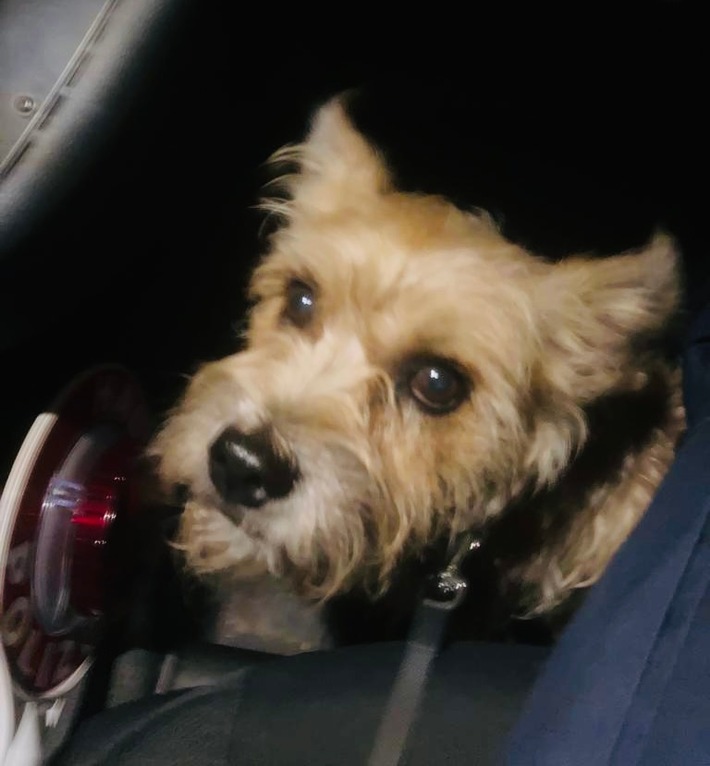 BPOL NRW: Herrchen in Haft, Hund "Lilli" dem Tierschutz übergeben - Bundespolizei stellt Gesuchten