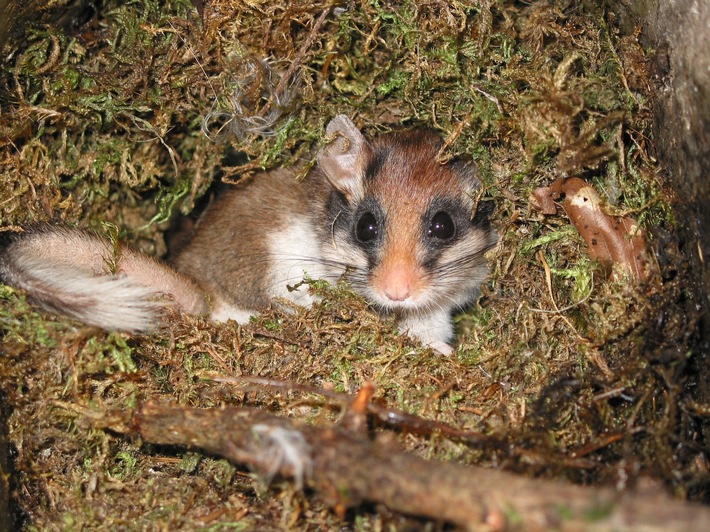 ++ Fahndungserfolg: 10.000ster Gartenschläfer gesichtet ++