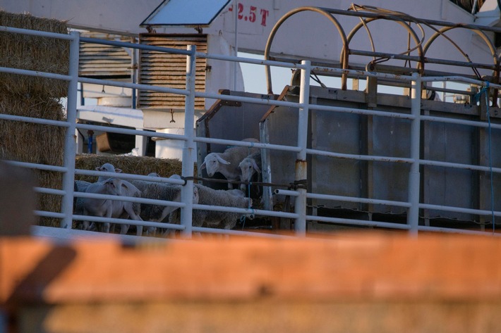 Après la tragédie du « Karim Allah », QUATRE PATTES est à Carthagène pour dénoncer le tranport d