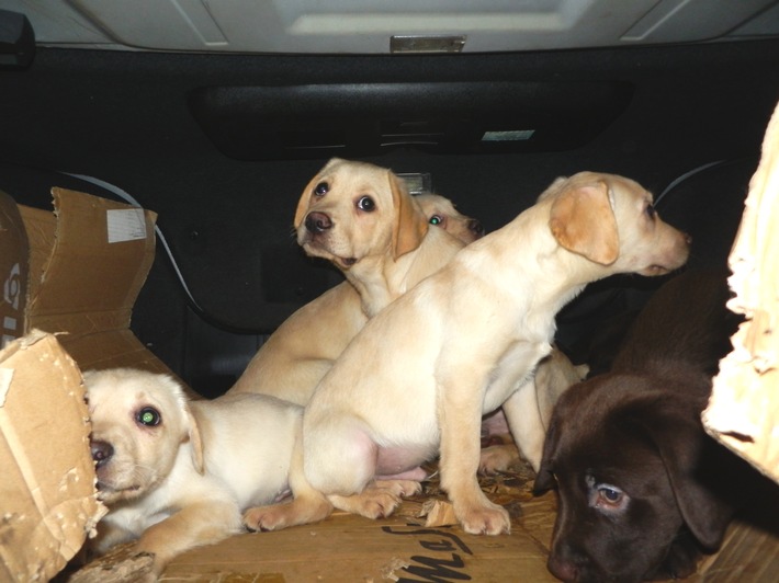 HZA-H: Zoll Hannover rettet neun Hundewelpen aus Kofferraum