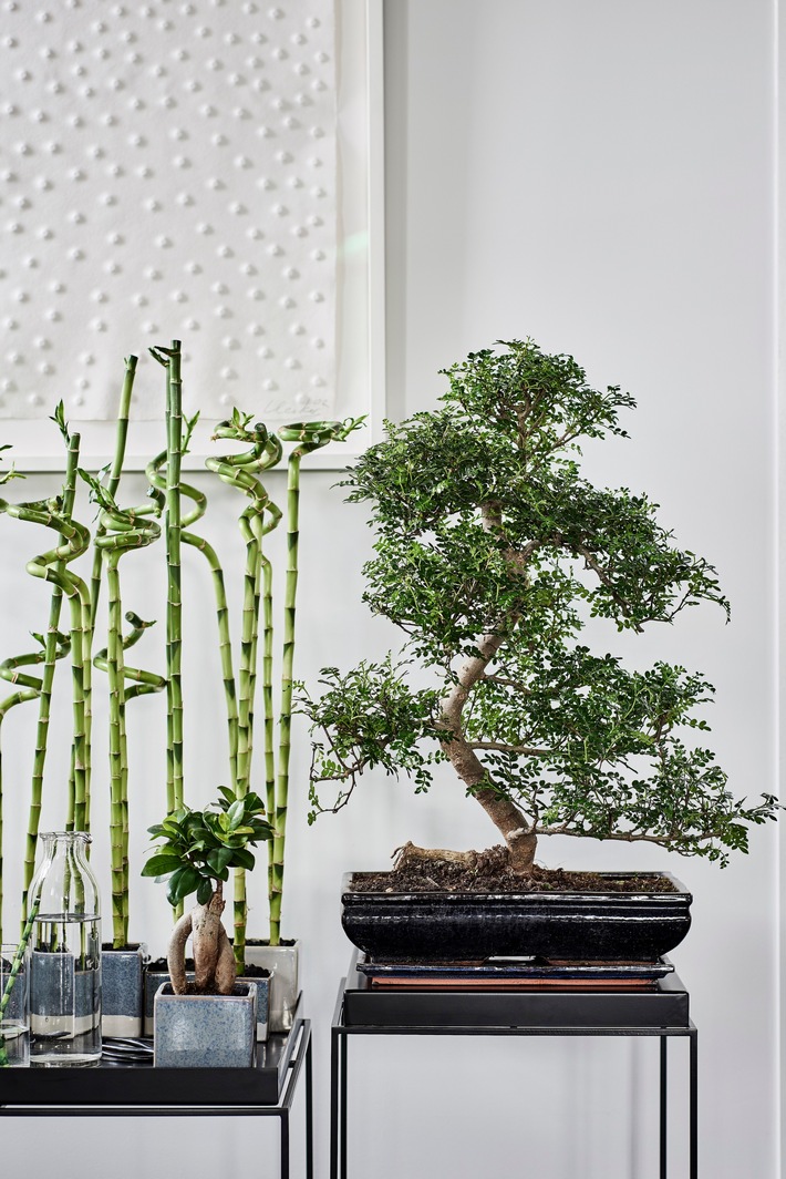 Zen-Pflanzen: Zimmerpflanzen des Monats Mai / Den Frühling entspannt ausklingen lassen