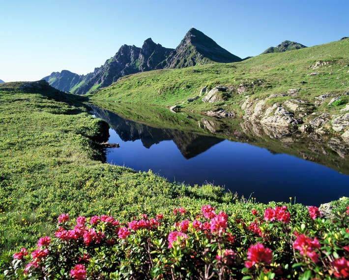 Almrosentage: Farbenfest im Alpbachtal - BILD