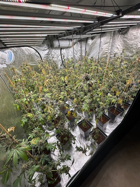 POL-HK: Walsrode: Brand am Amtsgericht; Soltau: Alkoholisiert mit Strauch und Hecke kollidiert; Munster: Cannabis-Indoor-Plantage (FOTO); Schneverdingen: Gefährdung durch Überholmanöver