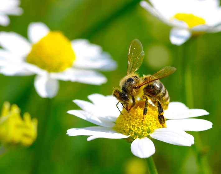 Blütenparadies für fleißige Bienen / toom Baumarkt gibt Tipps zur bienenfreundlichen Gartengestaltung