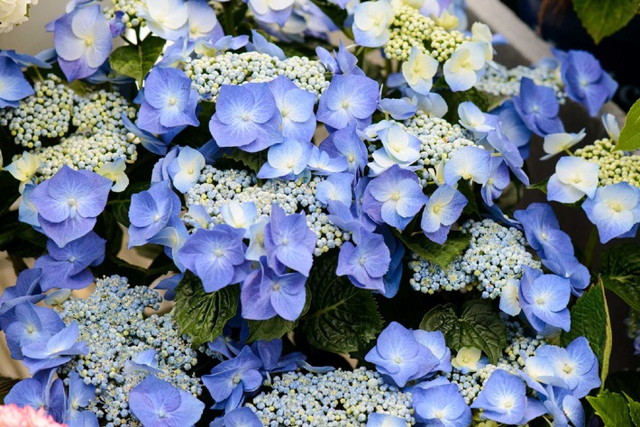 Die blaublütige Hortensie ist ein Schmuckstück für draußen / Königlich entspannen: Hortensien für den Wohlfühlgarten