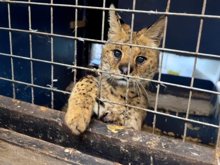 Tödliche Klicks - Soziale Medien befeuern illegalen Wildtierhandel