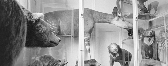 Mittagsführung "Objektgeschichten" zur Sonderausstellung "Tierisch alt - 200 Jahre Naturmuseum SO"