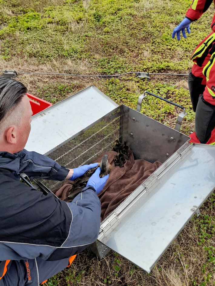 FW Bremerhaven: Höhenrettungsgruppe der Feuerwehr Bremerhaven rettet Entenfamilie vom Dach des Conference Centers Sail City