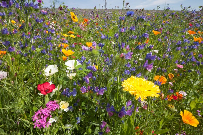 Presseinformation: Neue Blütenpracht für Wildbienen