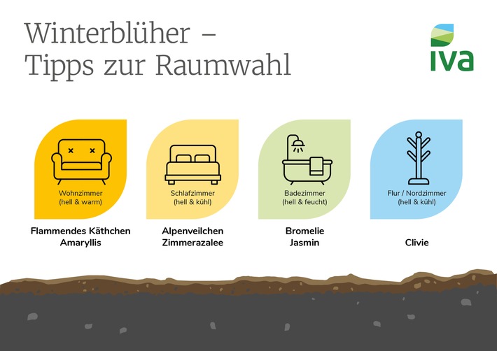 Zimmerpflanzen im Winter: So bringen Winterblüher Farbe in jeden Raum