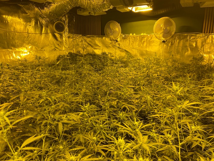 POL-PPTR: Nachtragsmeldung: Bandenkriminalität - Länderübergreifender Einsatz gegen illegalen Cannabisanbau und -handel [unsere Meldung von 08:12 Uhr]