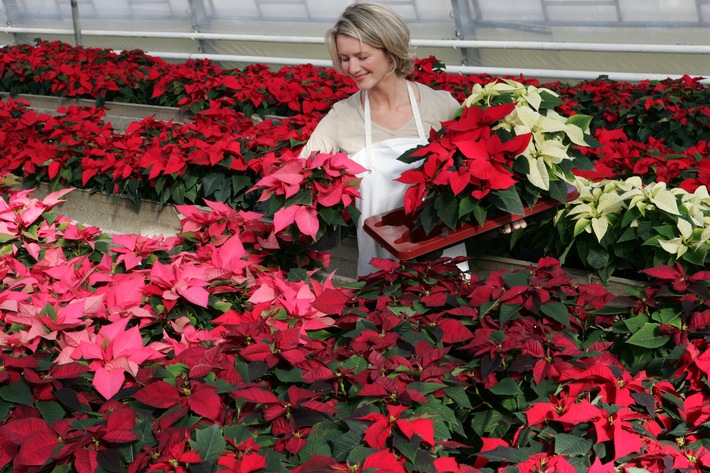 Der Weihnachtsstern ist die beliebteste blühende Zimmerpflanze der Deutschen (mit Bild)