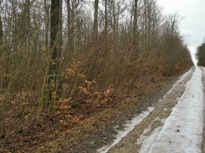 Holzfällarbeiten: Hauptwanderweg auf DBU-Naturerbefläche Drosselberg kurzzeitig gesperrt