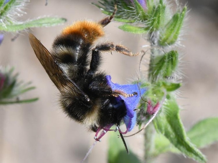 PM Seltene Kuckucksbienen am Grünen Band nachgewiesen