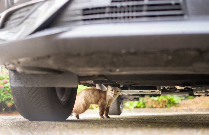 Ungebetene Gäste / Marder können teure Schäden unter der Motorhaube anrichten
