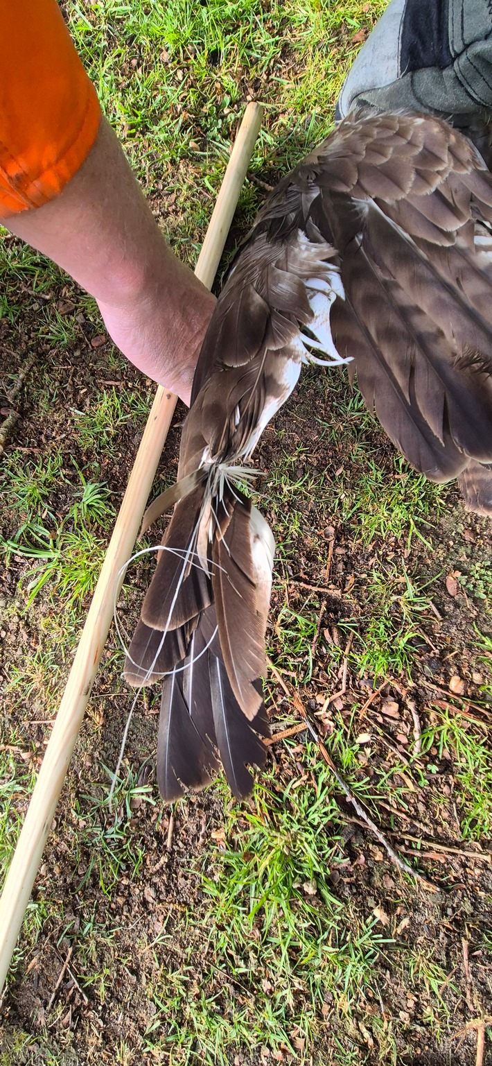 FFW Schiffdorf: Feuerwehr rettet Vogel aus misslicher Lage