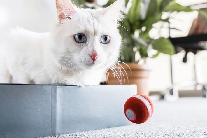 Außergewöhnliches Katzenspielzeug gegen Langeweile / Weiterer Text über ots und www.presseportal.de/nr/152188 / Die Verwendung dieses Bildes ist für redaktionelle Zwecke unter Beachtung ggf. genannter Nutzungsbedingungen honorarfrei. Veröffentlichung bitte mit Bildrechte-Hinweis.