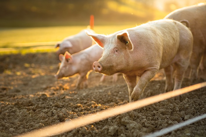 Erfolgsgeschichte: Impfungen beim Schwein