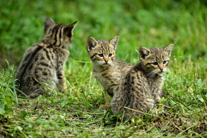 ++ BUND: Projekt zum Schutz junger Wildkatzen erfolgreich: Bilanz zum Abschluss von „Wildkatzen – Vorsicht Verwechslungsgefahr!“ ++