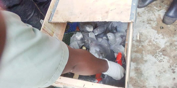 DR Kongo stellt Afrikanischen Graupapagei unter vollständigen Schutz