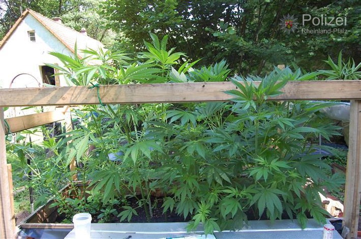 POL-PPWP: Cannabisplantage in Garten entdeckt