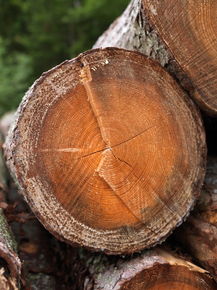 Papierindustrie: Kaskadennutzung muss Vorrang haben - keine Verbrennung von Holz in Kohlekraftwerken