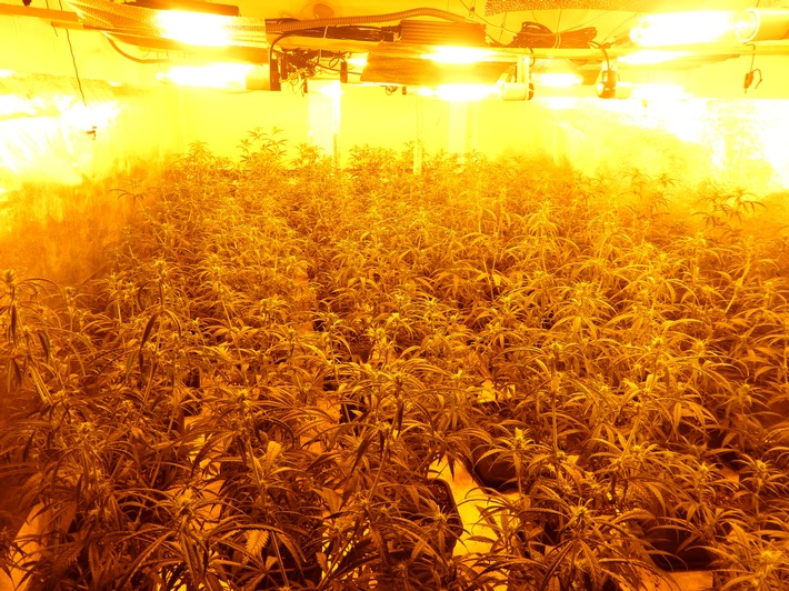 POL-MG: Zufallsfund: Polizei findet Cannabis-Plantage