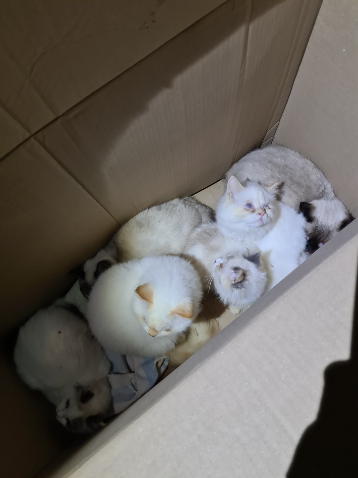 POL-HI: Sechs Katzen auf offener Straße ausgesetzt!