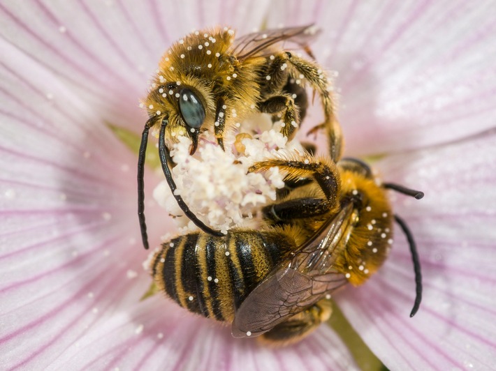 🌸🐝Nutzen wir diese Superkraft zum Schutz der biologischen Vielfalt!🐞🌿