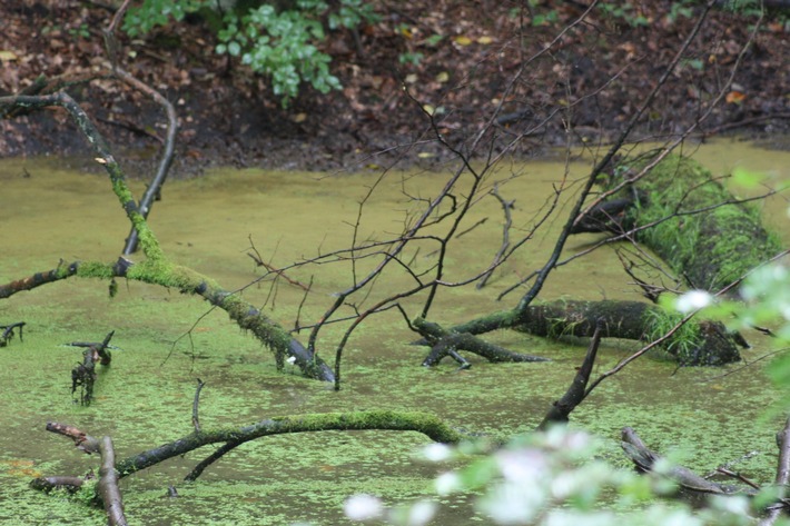 Alarmstufe Rot bei der Biologischen Vielfalt unter Wasser