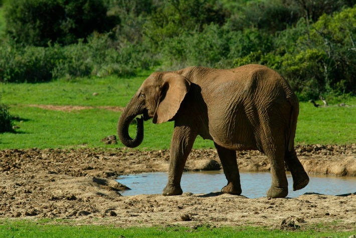 Zäune schuld am Tod von 350 Elefanten in Botswana?