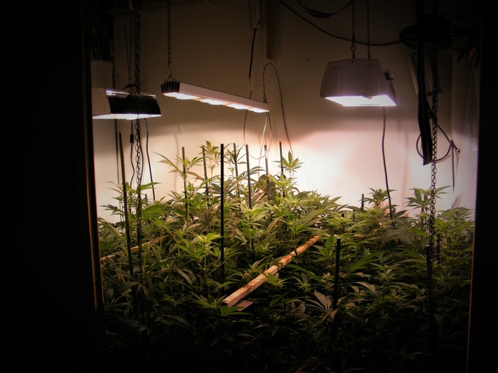 POL-PB: Durchsuchungen bei mutmaßlichen Drogenhändlern - Drogenfahnder finden Marihuana-Plantage in Wohnhaus