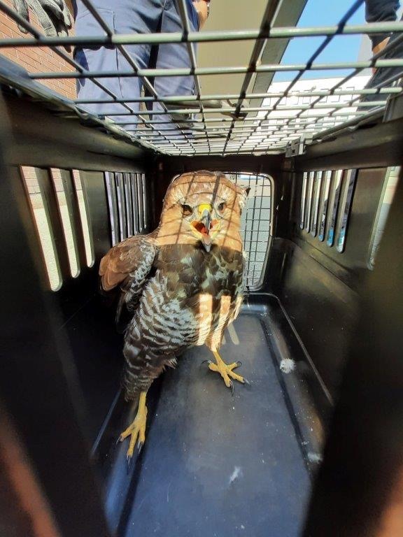 BPOL NRW: Bundespolizei und Feuerwehr retten Mäusebussard "Herni"