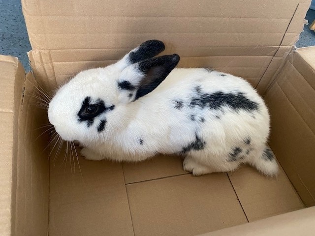 POL-PDMT: Fund eines Kaninchens in Hachenburg