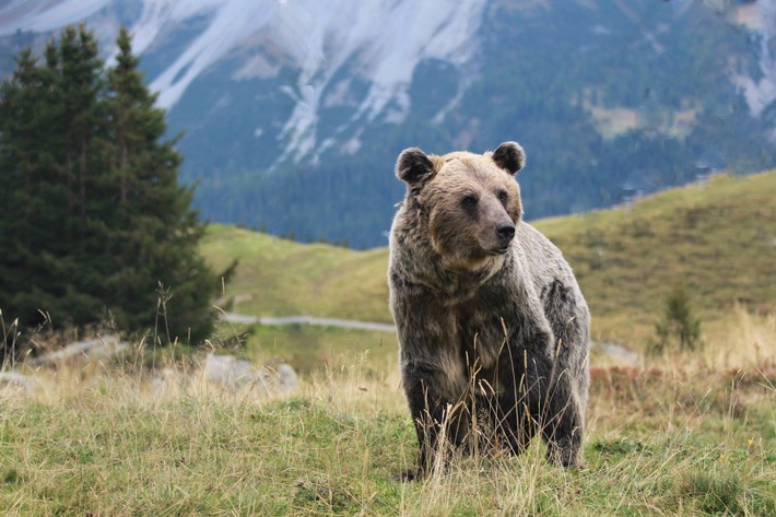 Das Arosa Bärenland feiert bärenstarkes, 5-jähriges Jubiläum