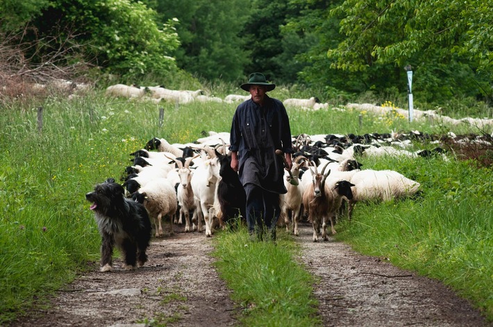 Rhönschaf-Naturlandhof Kolb: Nutzung bewahrt vor dem Aussterben