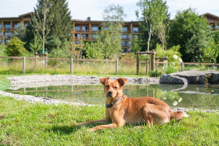 Mit dem Vierbeiner aufs Grün und ins Zimmer: Im Sonnenalp Resort schlagen Hundeherzen schöner