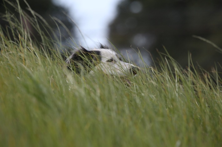 Auch Hunde und Katzen leiden unter Pollenallergien